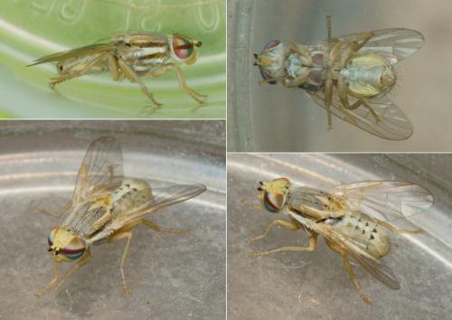 Réf. 287 169 : Terellia fuscicornis